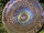 Grotta Sonora Nickel Silver Gong 32" / 80cm "Rainbow Peacock“