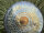 Grotta Sonora Nickel Silver Gong 24" / 60cm "Blue-Golden Peacock“