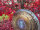 Grotta Sonora Nickel Silver Gong 32" / 80cm "Rainbow Star“