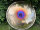 Grotta Sonora Deep Gong 38" / 95cm "Golden Eye"